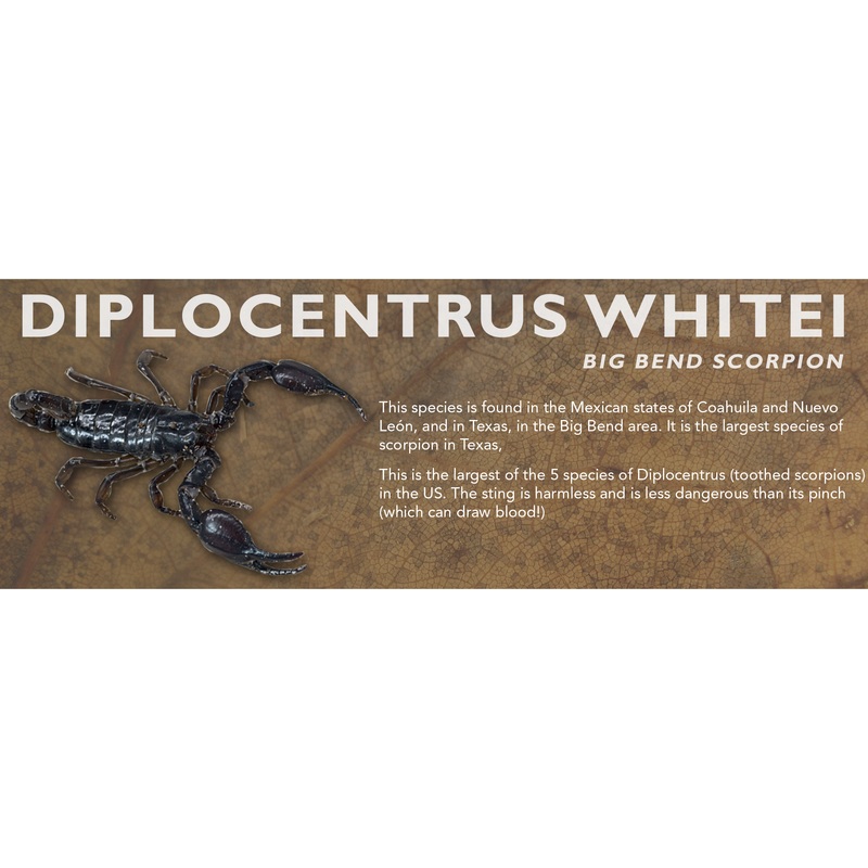 Diplocentrus whitei – Big Bend Scorpion Label Standard Size 7″ x 2.5″