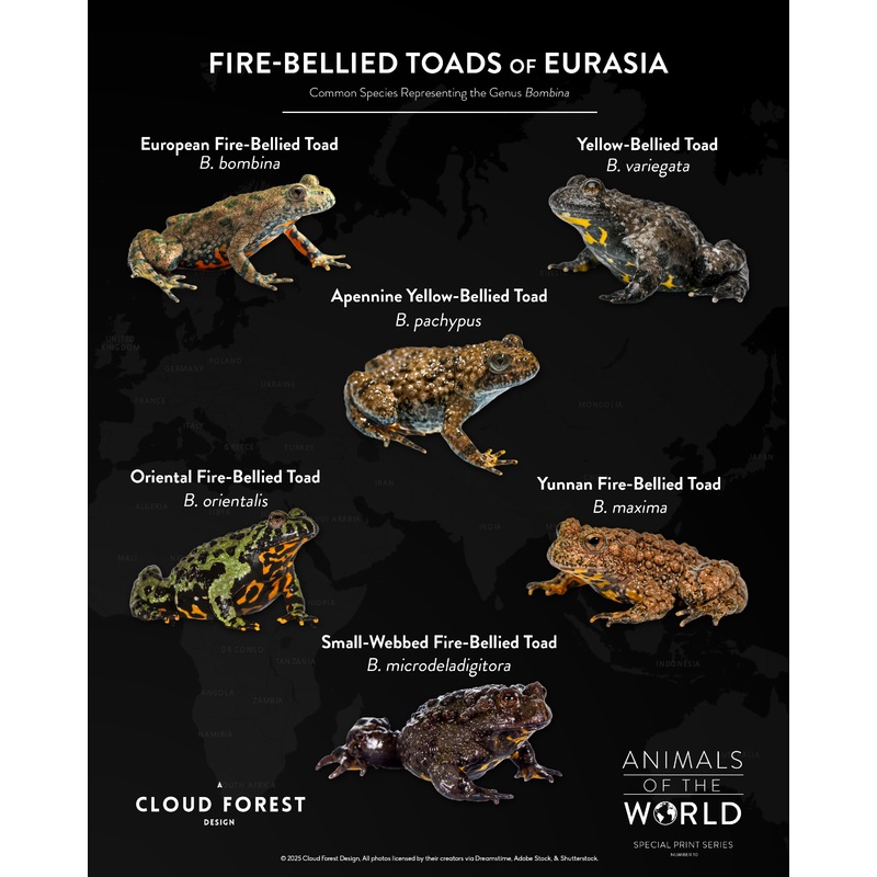 Fire-Bellied Toads of Eurasia – 8″ x 10″ Print – Animals of the World Print Series #10