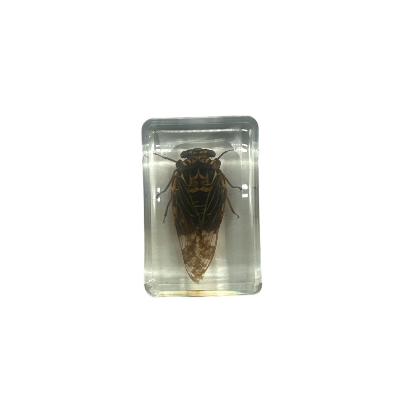 Golden Cicada – Specimen In Resin