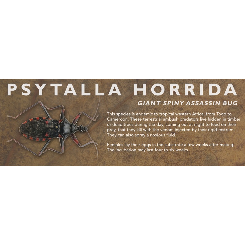 Psytalla horrida (Giant Spiny Assassin Bug) – Insect Label Standard Size 7″ x 2.5″