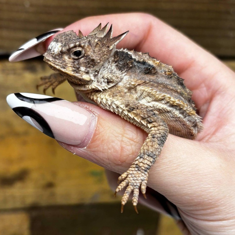 Regal Horned Lizard For Sale Phrynosoma Solare – Incredibly Rare!