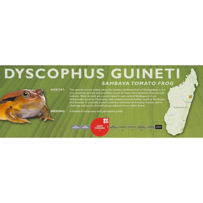 Sambava Tomato Frog (Dyscophus guineti) – Classic Vivarium Label