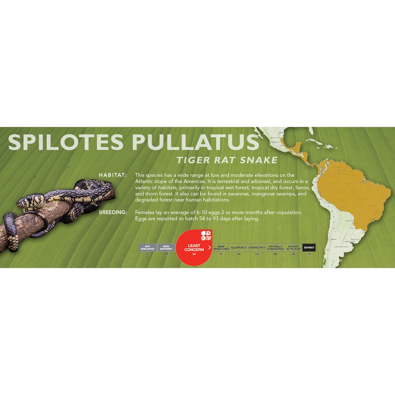 Tiger Rat Snake (Spilotes pullatus) Classic Vivarium Label