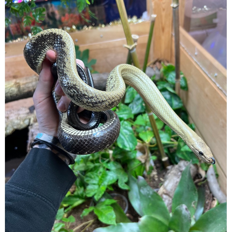 1.1 Adult Black-Tailed Jansens Ratsnakes