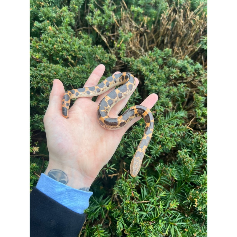Adult Saharan Sand Boa (Male 2)