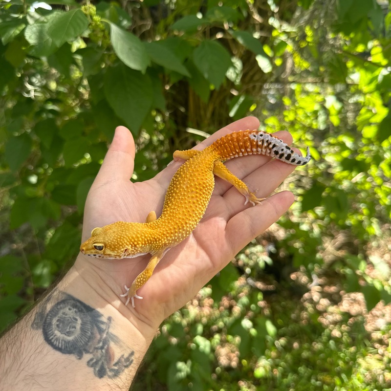 Adult SHTCTB Leopard Gecko Male