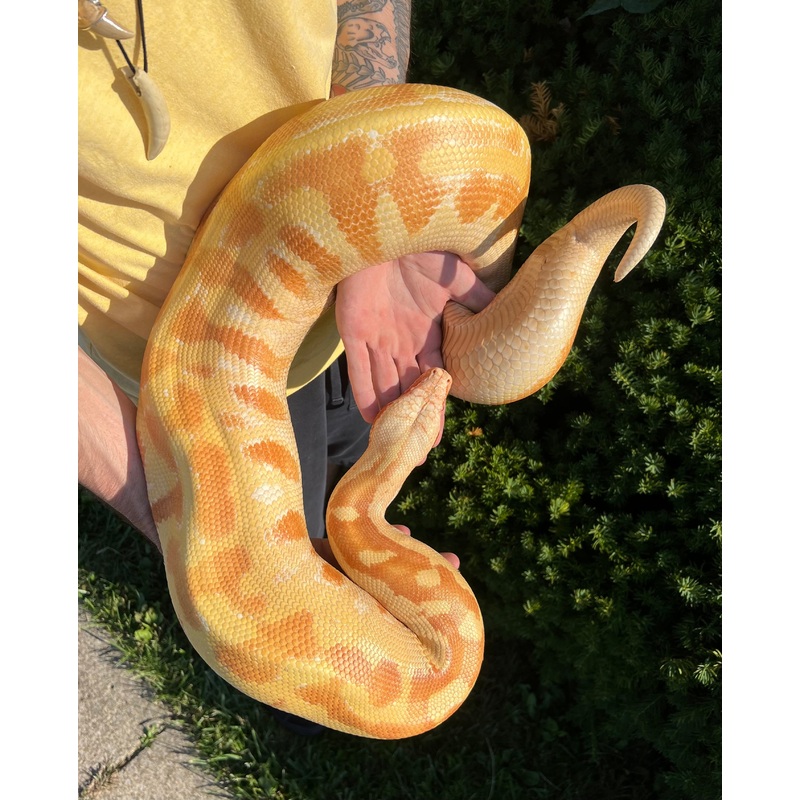 Adult T- Albino Blood Python (Female)