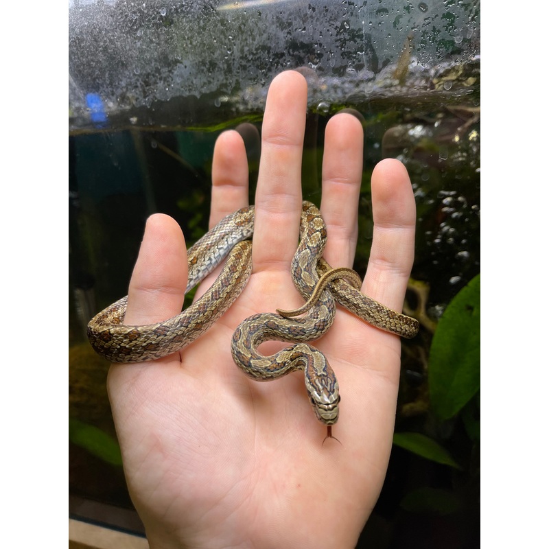 Adult Twin-Spotted Ratsnake (Male)