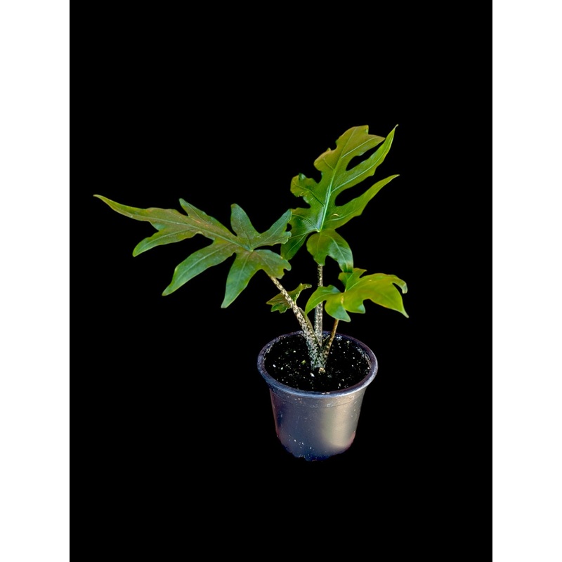 Alocasia brancifolia