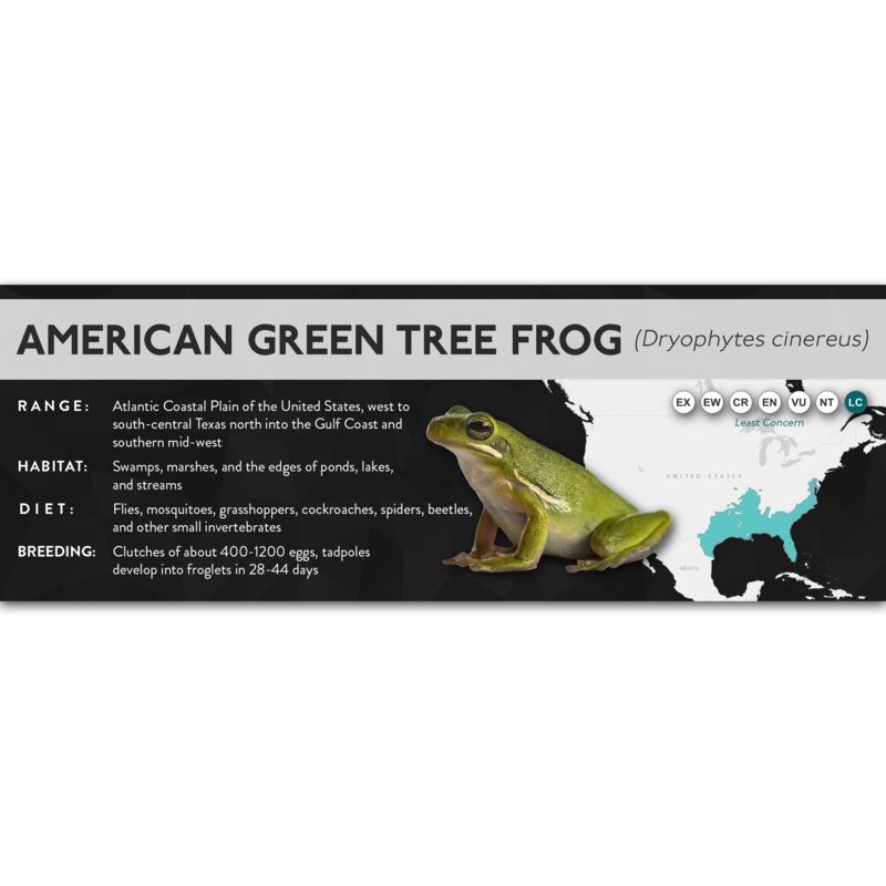 American Green Tree Frog (Dryophytes cinereus) – X Label Laminated Paper