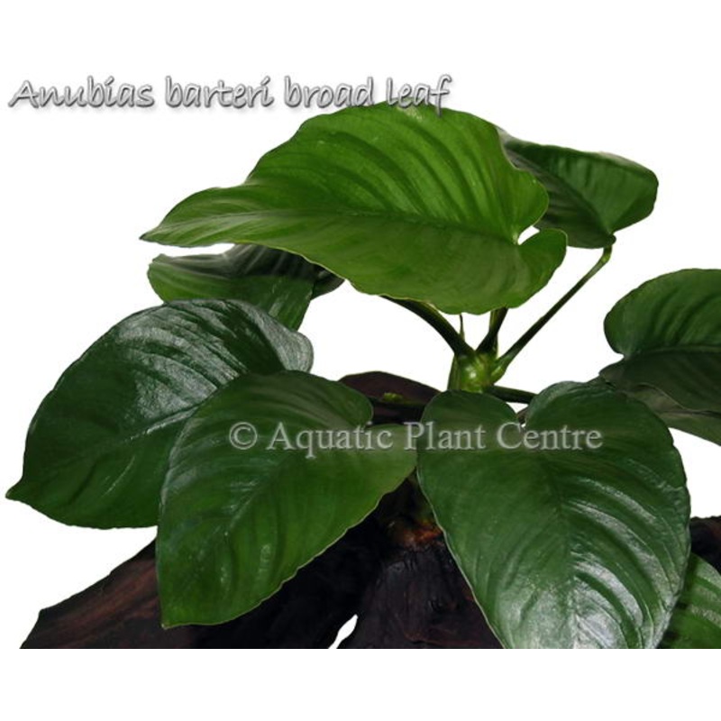Anubias barteri ‘Broad Leaf’ Regular