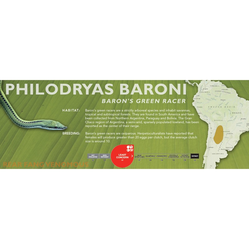 Baron’s Green Racer (Philodryas baroni) Classic Vivarium Label Original