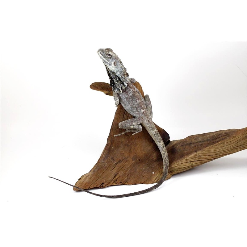 CB Australian Frilled Dragon – Subadult