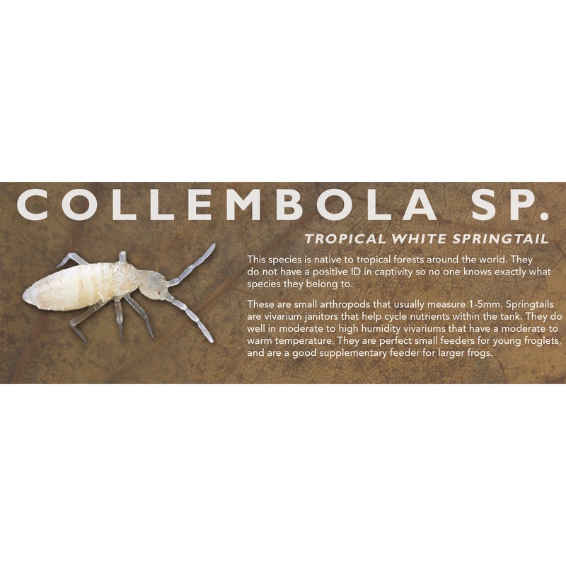 Collembola sp. (Tropical White Springtail) – Feeder Label Standard Size 7″ x 2.5″