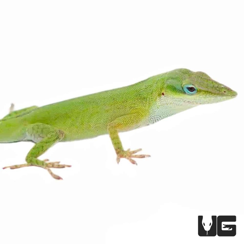 Cuban Green Anoles For Sale