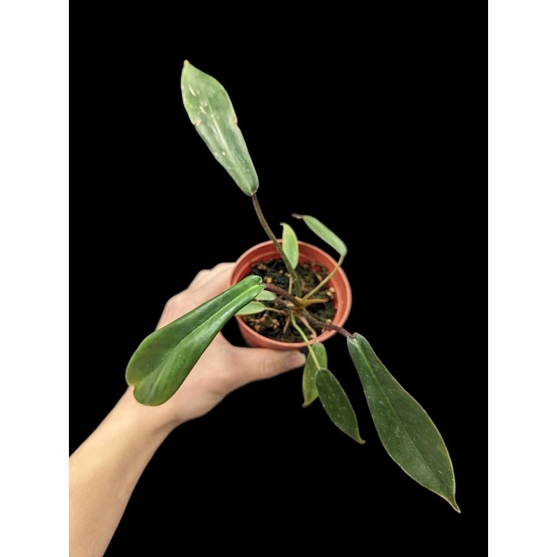 Philodendron joepii 4″ pot