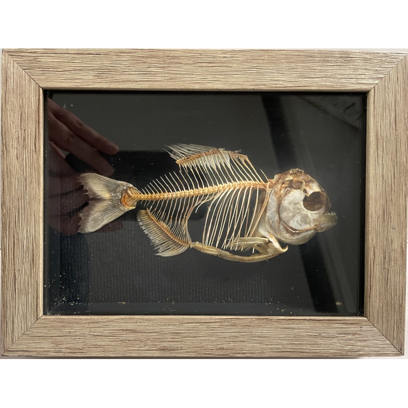 Red-bellied Piranha Skeletal Mount