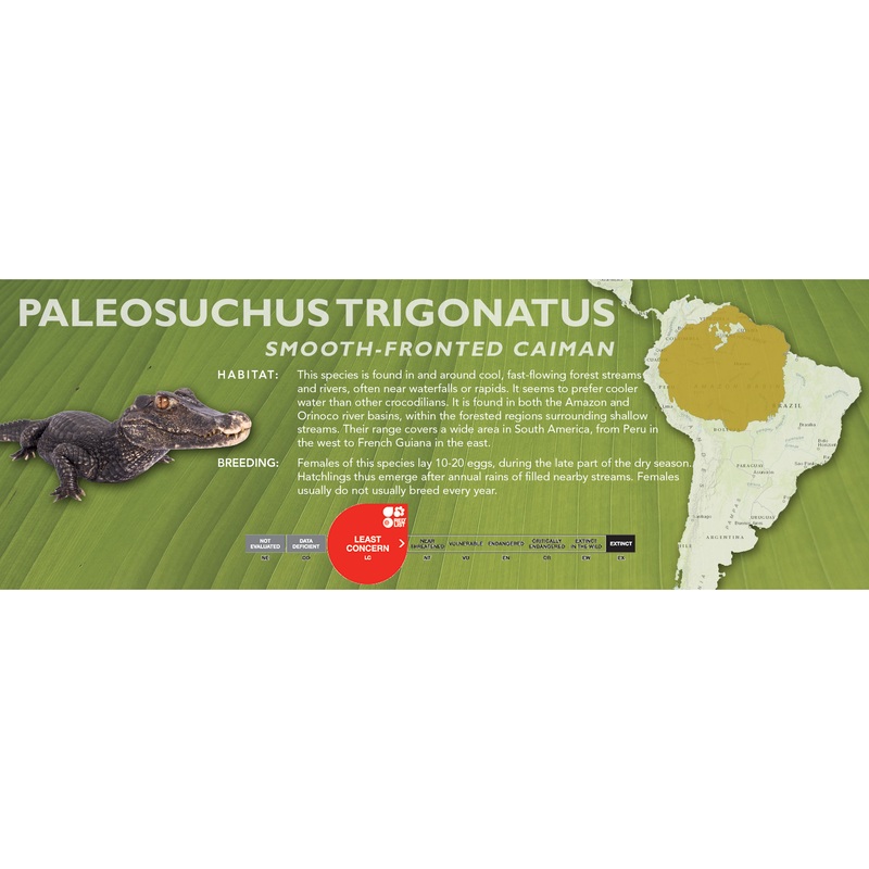 Smooth-Fronted Caiman (Paleosuchus trigonatus) – Classic Vivarium Label