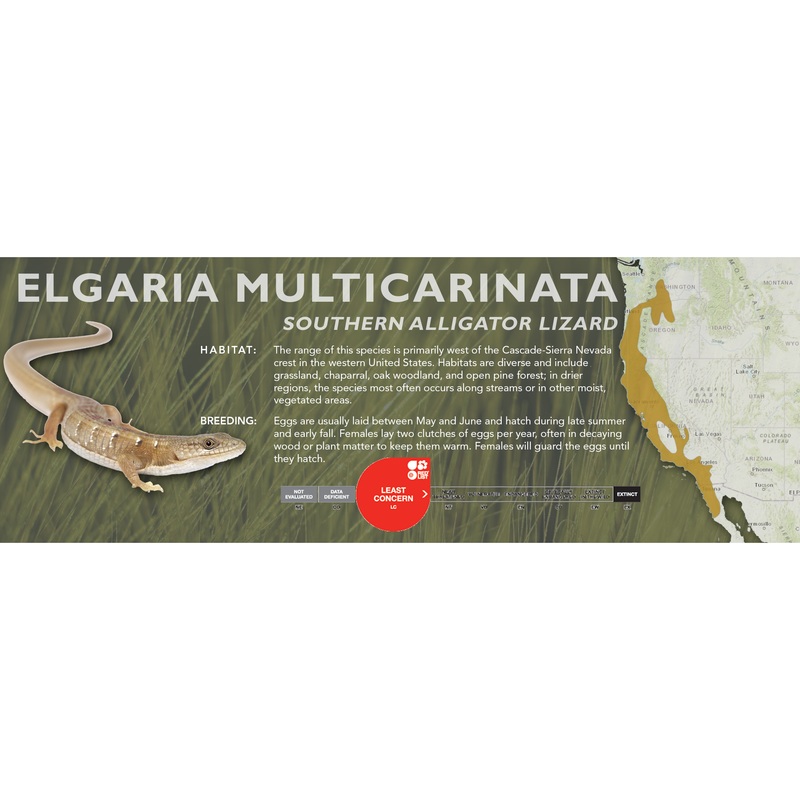 Southern Alligator Lizard (Elgaria multicarinata) Classic Vivarium Label