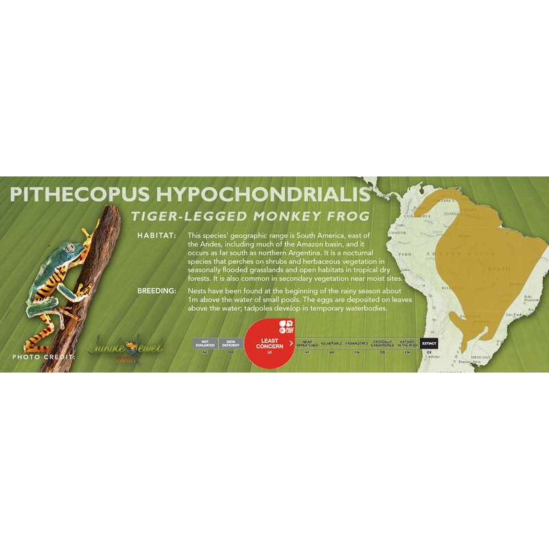 Tiger-Legged Monkey Frog (Pithecopus hypochondrialis) – Classic Vivarium Label
