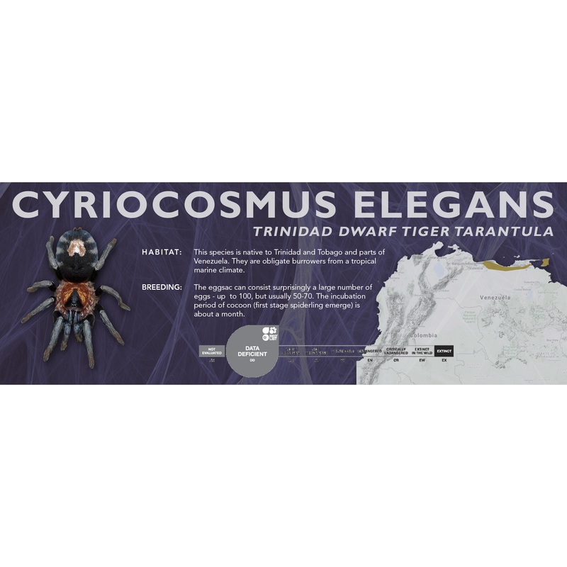 Trinidad Dwarf Tiger Tarantula (Cyriocosmus elegans) – Classic Vivarium Label