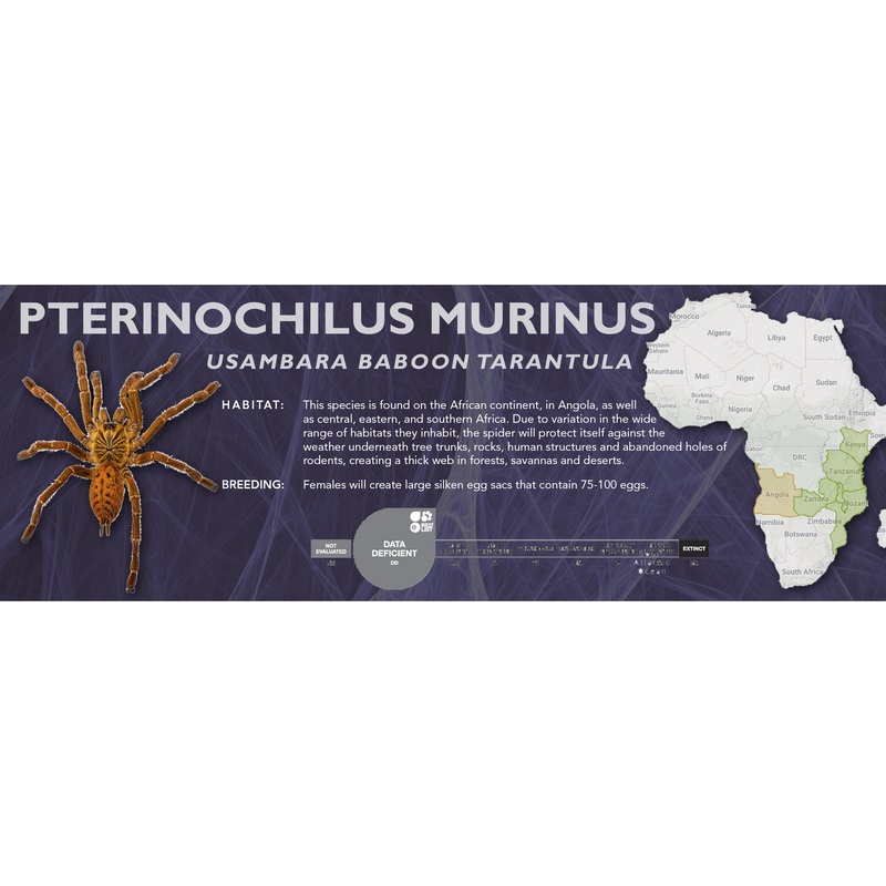 Usambara Baboon Tarantula (Pterinochilus murinus) – Classic Vivarium Label