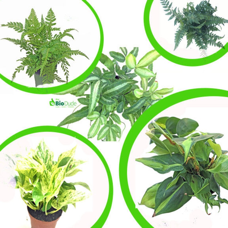4″ Pot Large Tropicals 5-Pack