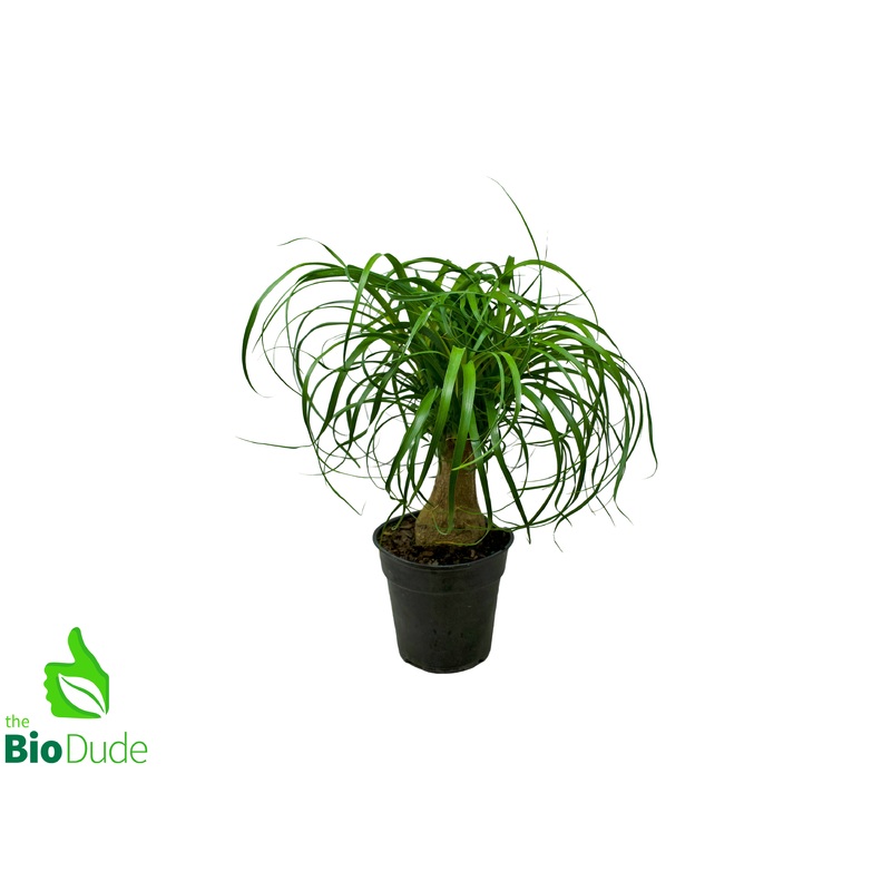 6″ Pot Guatemalan Ponytail Palm