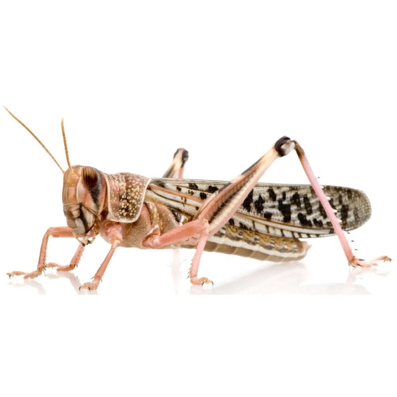 Adult Locusts 60-80mm 6 Pack