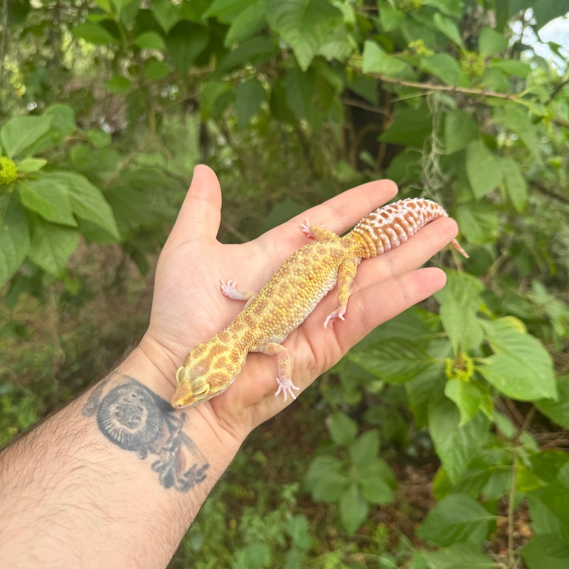 Adult Raptor Leopard Gecko Male