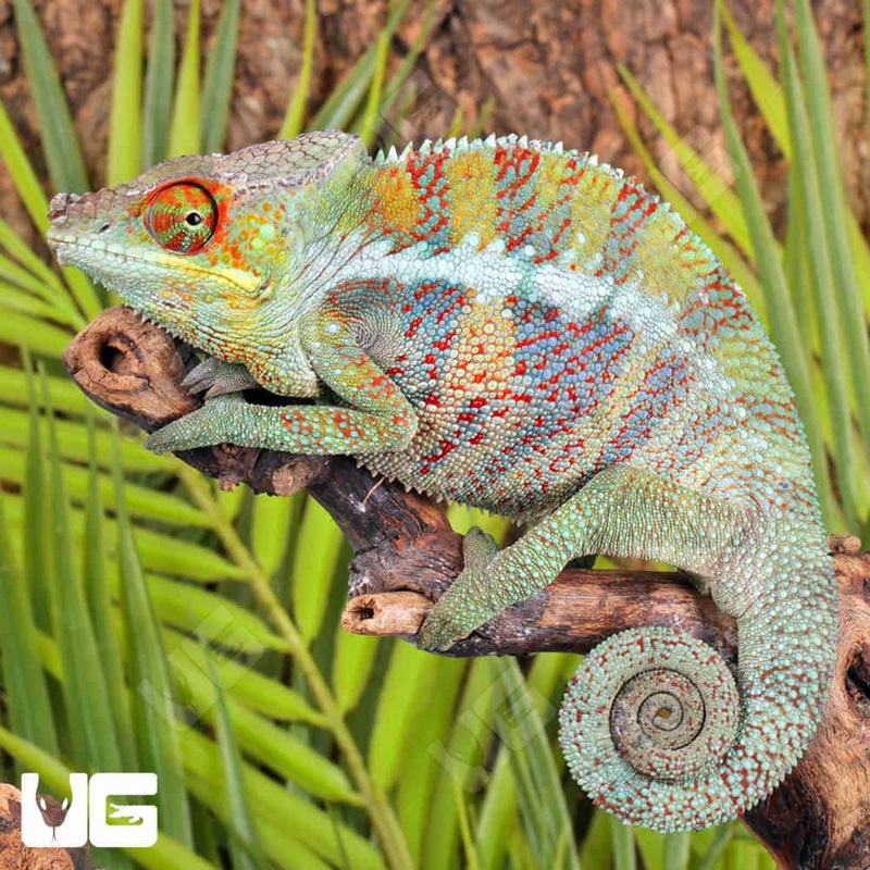 Ankify Panther Chameleons For Sale