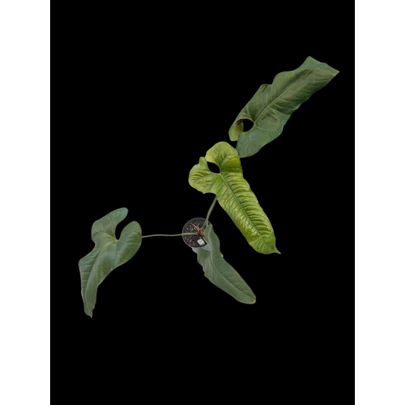 Anthurium ivanportillae