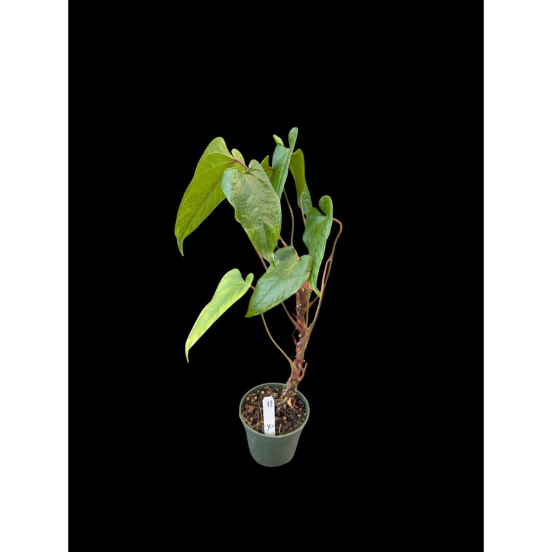 Anthurium variegatum