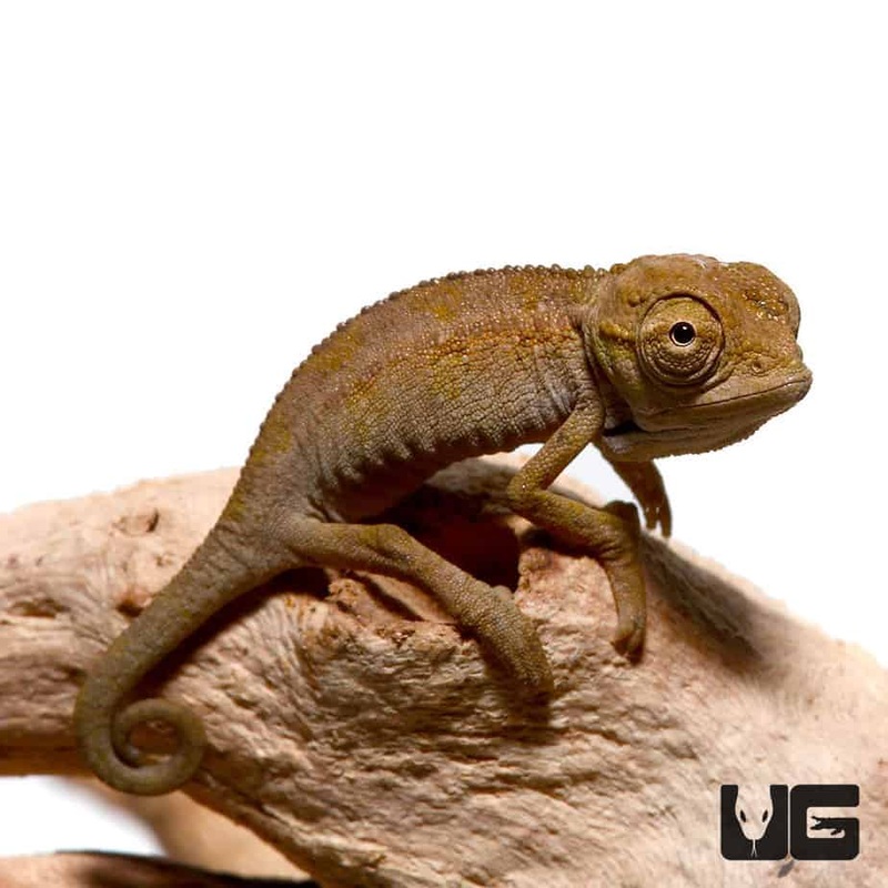 Baby Elliots Chameleon For Sale