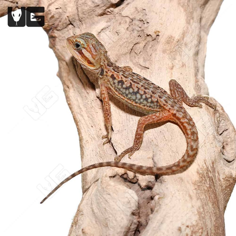 Baby Inferno Translucent Leatherback Dunner Bearded Dragon For Sale