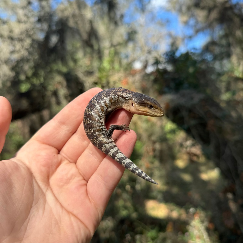 Baby Tanimbar Blue Tongue Skink