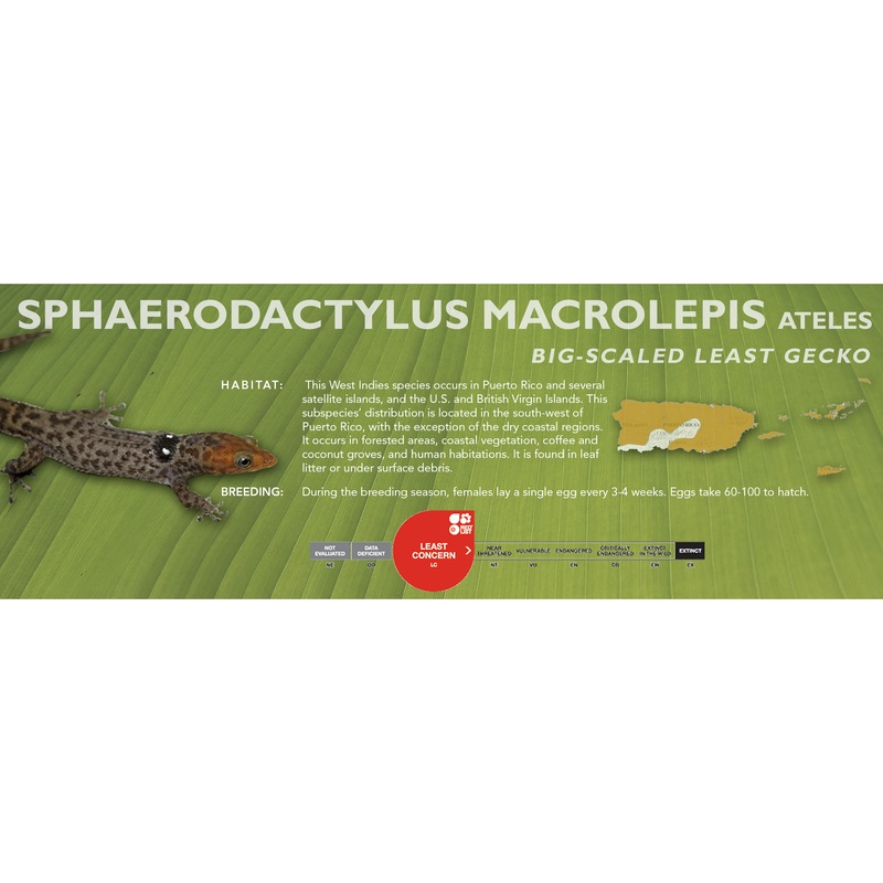 Big-Scaled Least Gecko (Sphaerodactylus macrolepis) Classic Vivarium Label Ateles