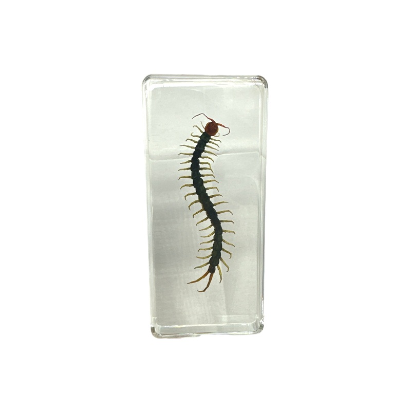 Centipede – Specimen In Resin 48 x 48 x 8 mm