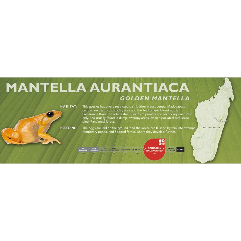 Mantella aurantiaca (Golden Mantella) – Classic Vivarium Label