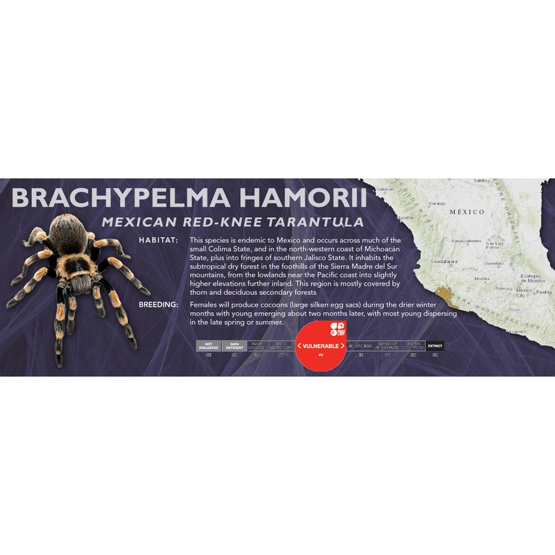 Mexican Red-Knee Tarantula (Brachypelma hamorii) – Classic Vivarium Label