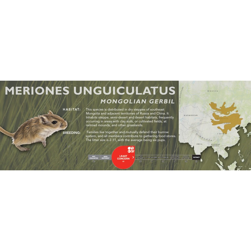 Mongolian Gerbil (Meriones unguiculatus) – Classic Vivarium Label