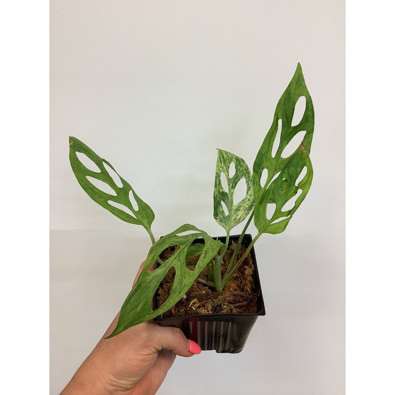 Monstera adansonii mint variegated 2.5″ Pot