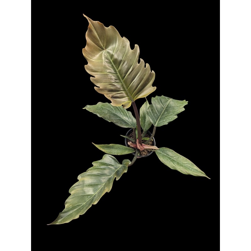 Philodendron Choco Empress 4″ Pot