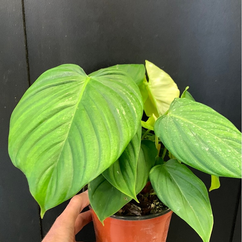 Philodendron Fuzzy Petiole 2.5″/3″ Pot