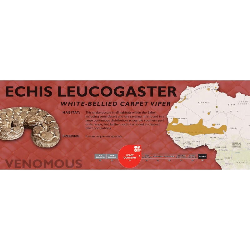 White-Bellied Carpet Viper (Echis leucogaster) Classic Vivarium Label Original