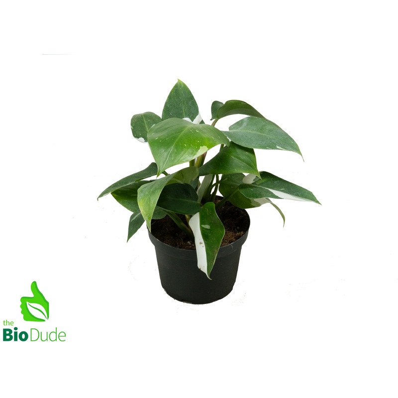 6″ Pot Philodendron White Wizard