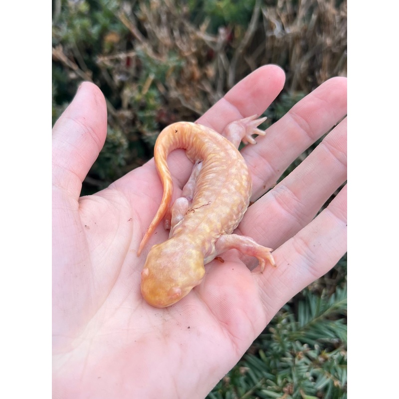 Adult Albino Tiger Salamander