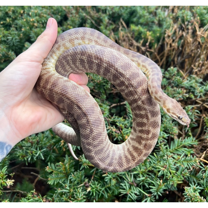 Adult Childrens Python (Male)