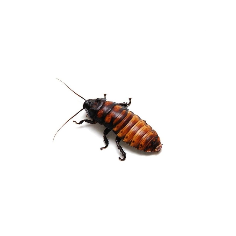 Adult Female Madagascar Hissing Cockroach