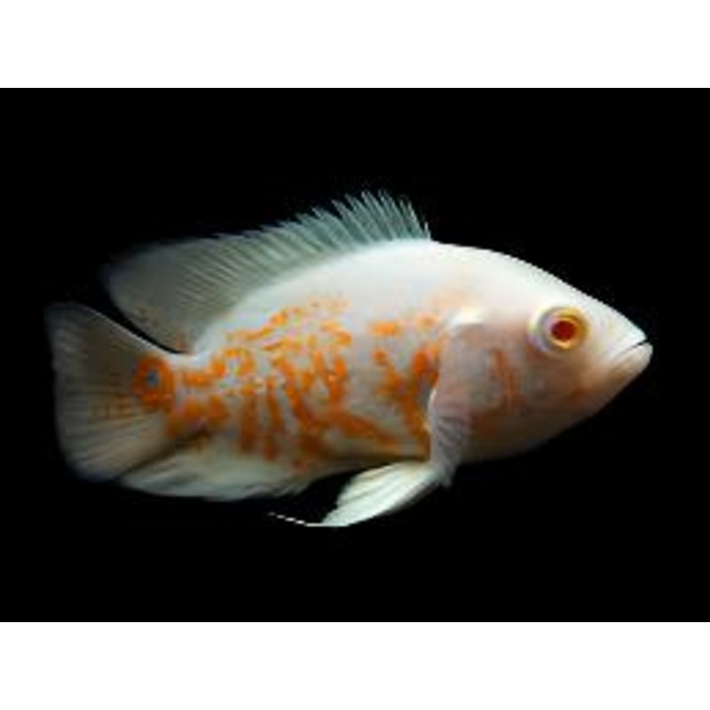 Albino Tiger Oscar – Small
